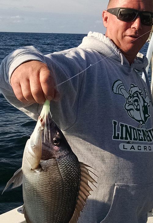 Blackfish Tog Tautog and lots of them off the
                      wrecks and reefs of the south shore of Long
                      Island