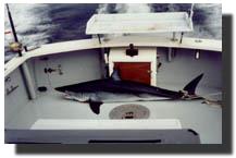 Shark tail-roped and ready for steaks...